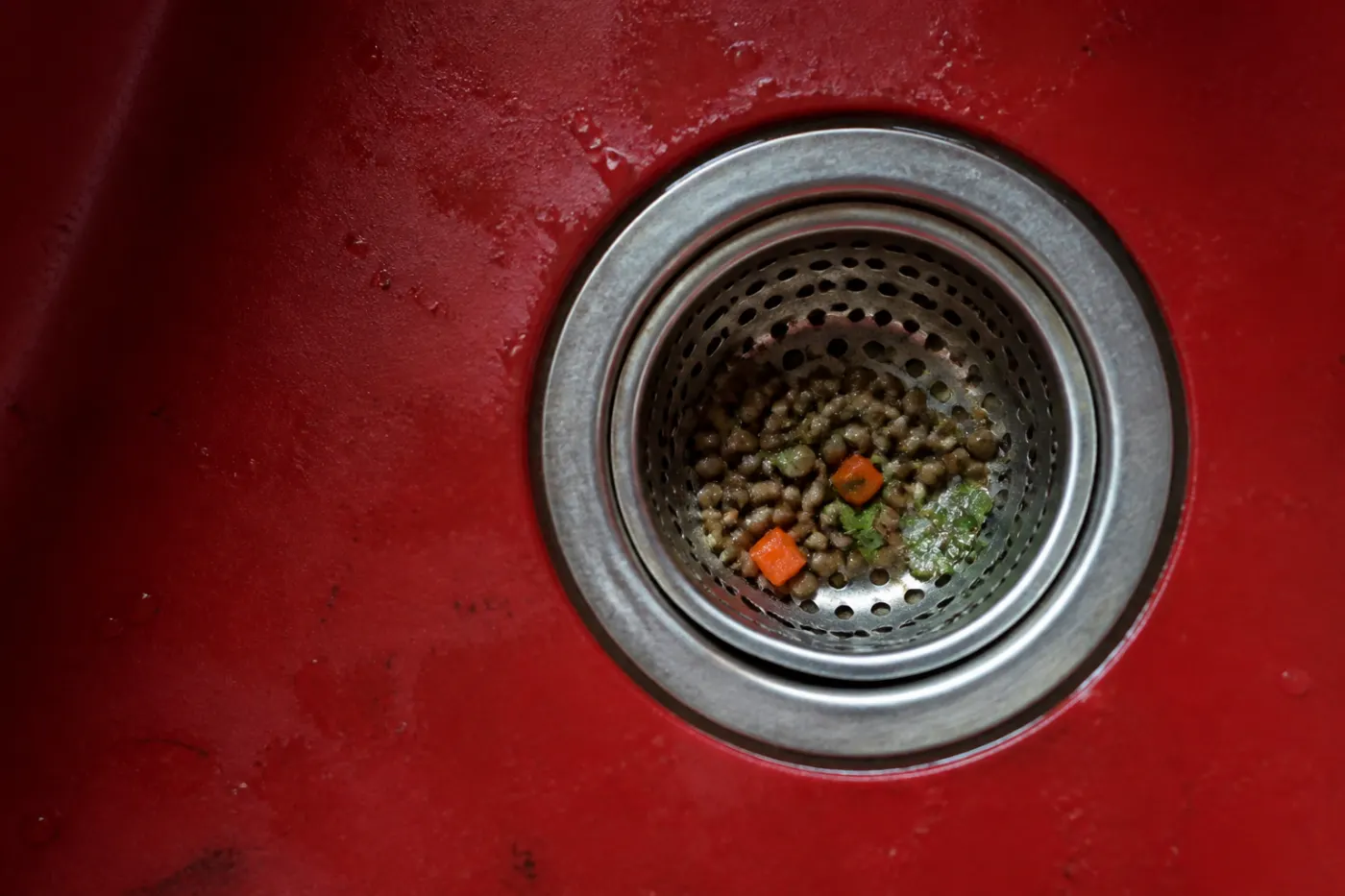 Lentils, diced carrot and parsley caught in a steel strainer in a red enamel sink